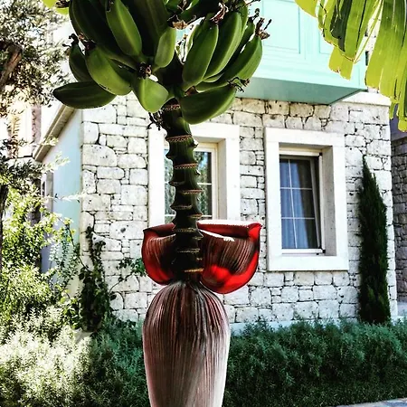 Cassiopeia Bed & Breakfast